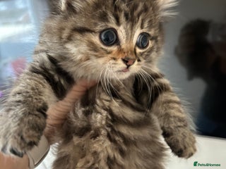 Mixed Breed cats - Advert 3