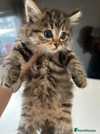 Mixed Breed cats - Advert 5