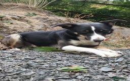 Border Collie dogs for sale: Reggie🩵 - Image 5