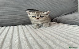 Scottish Fold cats for sale: Scotish fold kittens  - Image 7