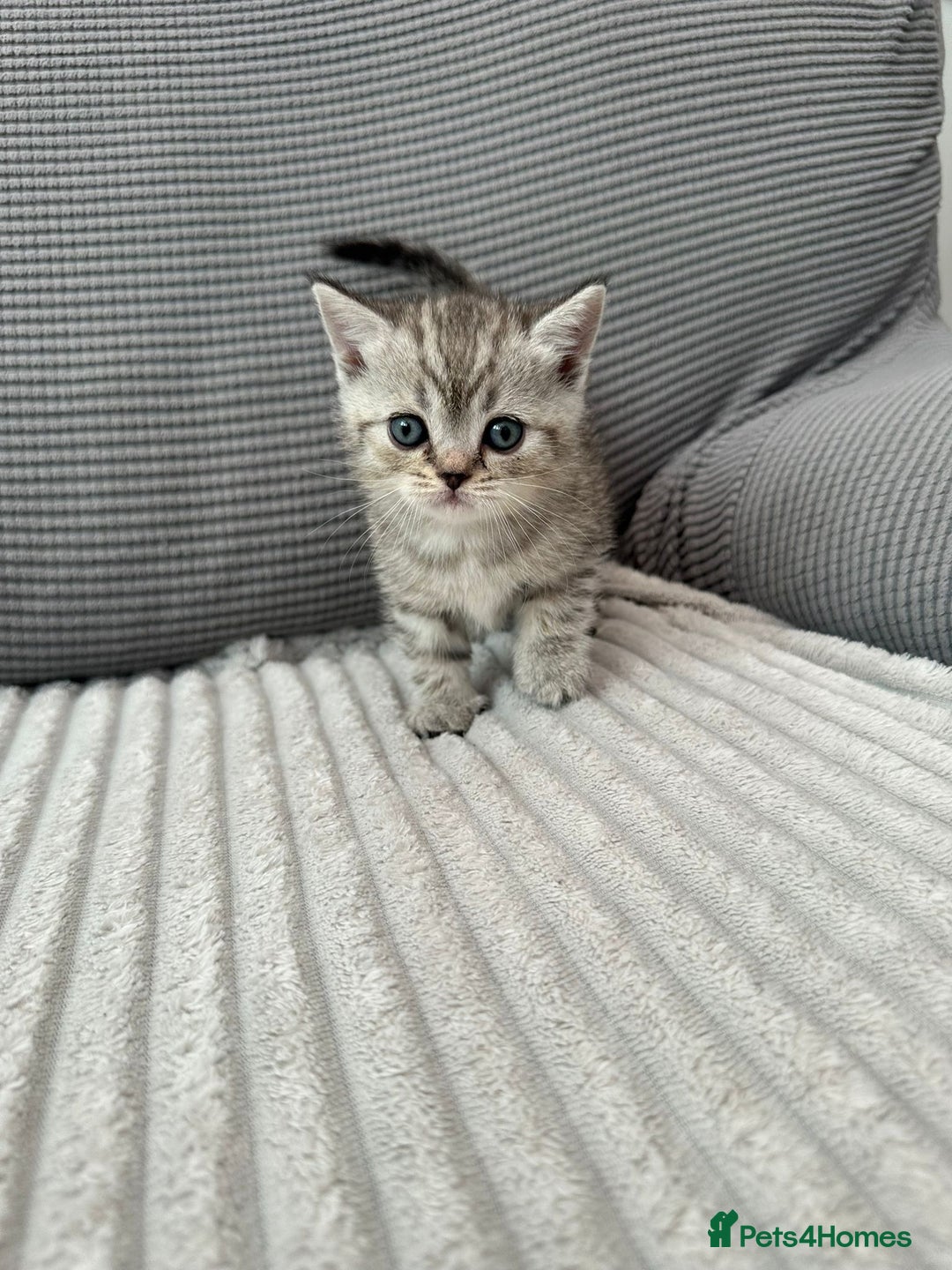 Scottish Fold cats for sale: Scotish fold kittens  - Image 7