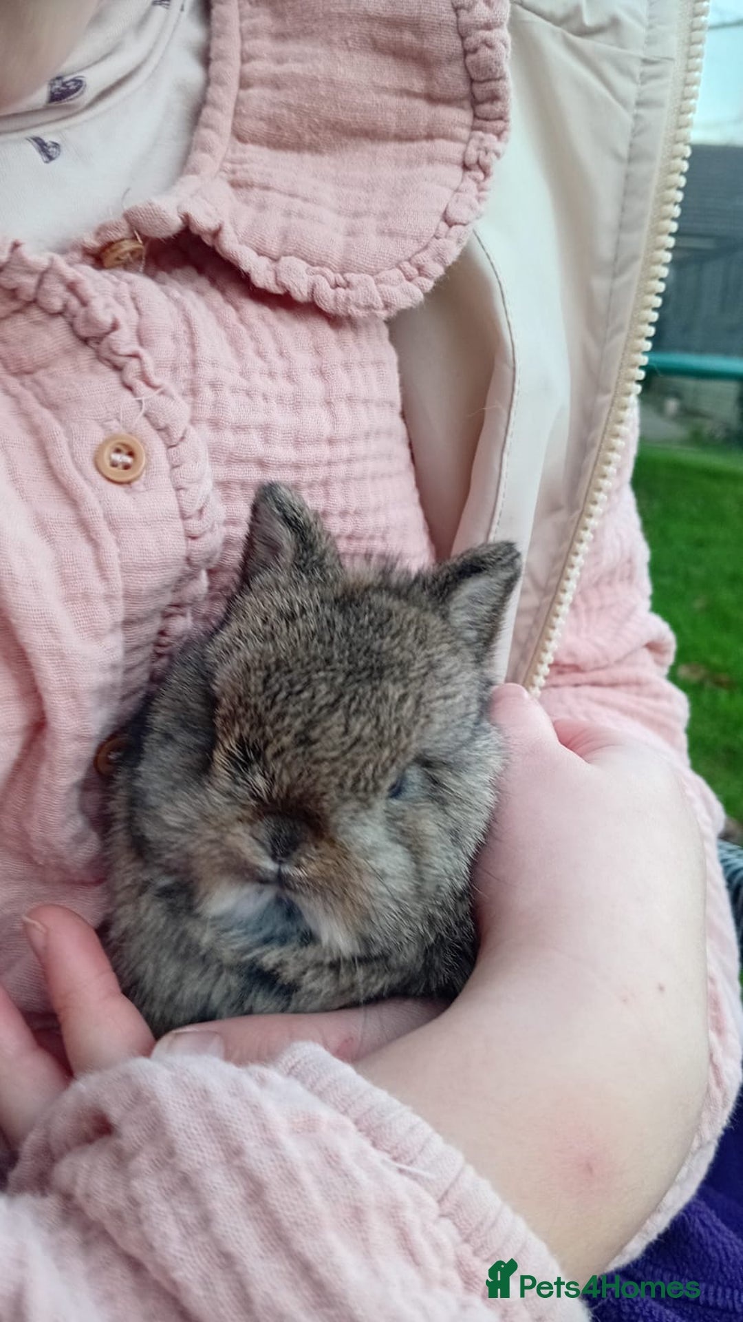 Netherland Dwarf rabbits for sale: Netherland Dwarf x3 - Advert 2