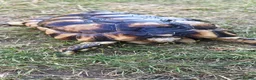 Tortoise reptiles for sale: Marginated tortoise in Swadlincote - Advert 4