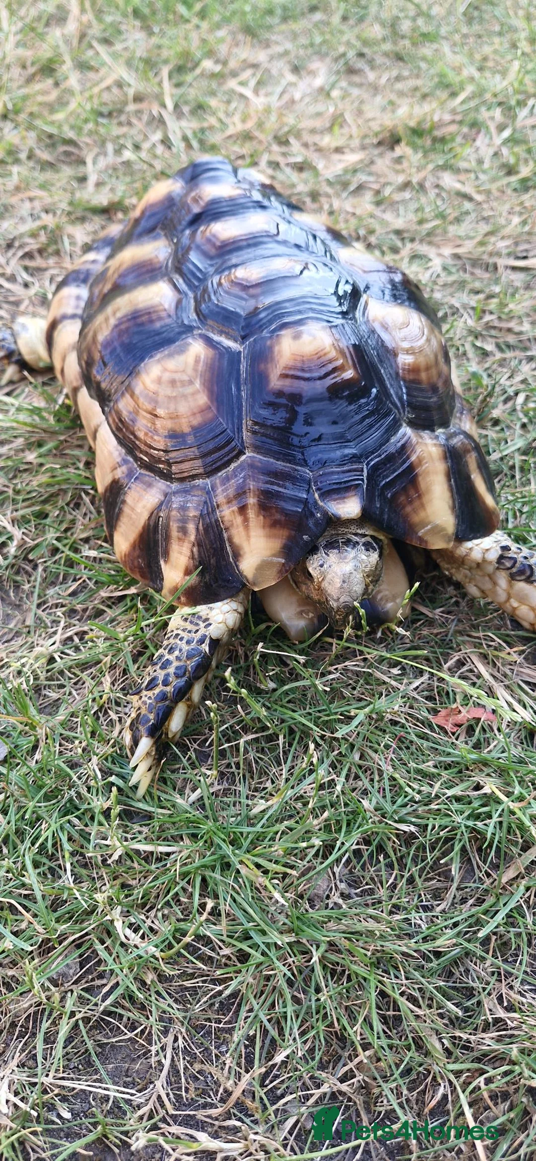 Tortoise reptiles for sale: Marginated tortoise in Swadlincote - Advert 4
