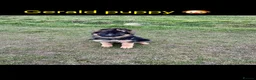 German Shepherd dogs for stud: Stunning GSD KC Reg, Health tested Stud in Coalville - Advert 10