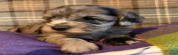 Mixed Breed dogs for sale: Stunning Doodle Puppies  - Advert 3