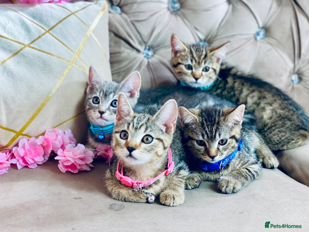 British Shorthair cats for sale: ❤️🩵❤️British shorthair x tabby kittens 💙🩵❤️ - Advert 1