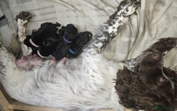 Sprocker dogs for sale: 3 Beautiful Female Sprocker puppies - Image 16