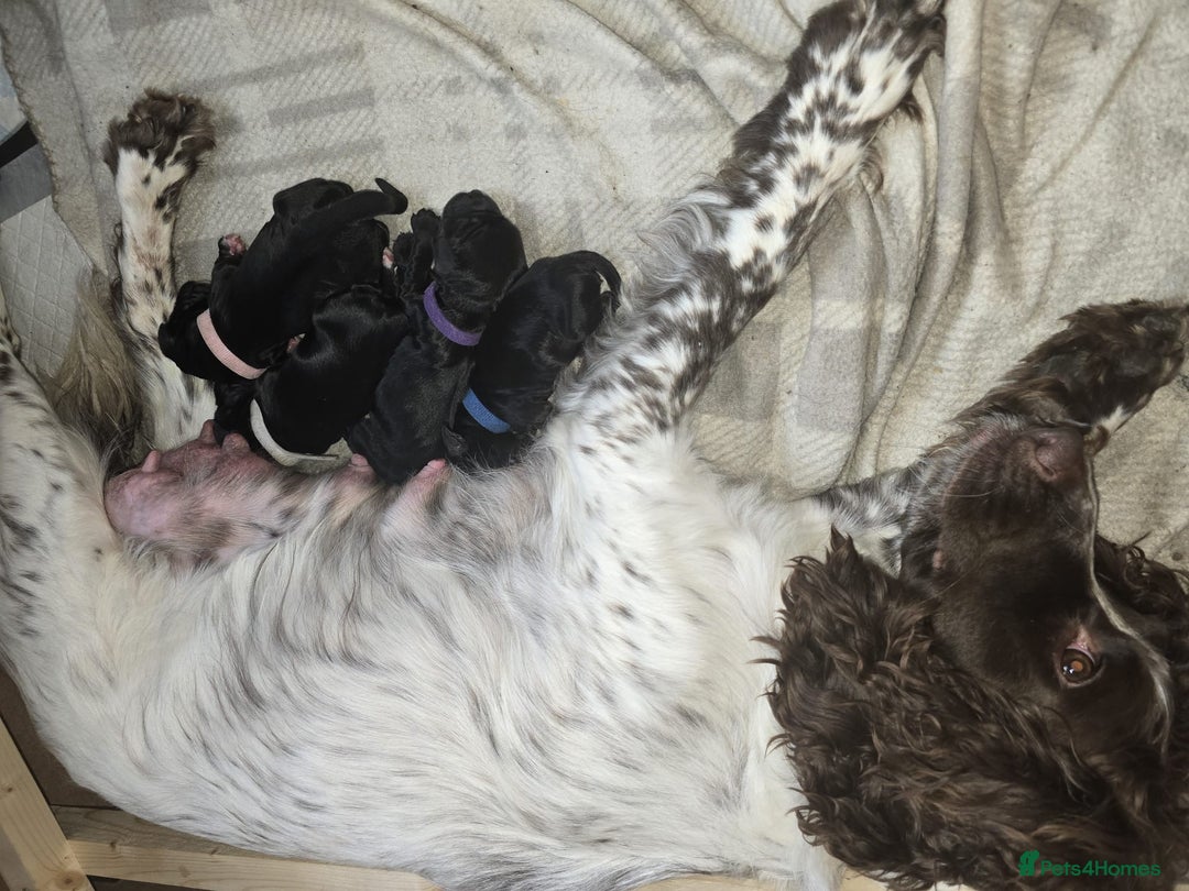 Sprocker dogs for sale: 3 Beautiful Female Sprocker puppies - Image 16