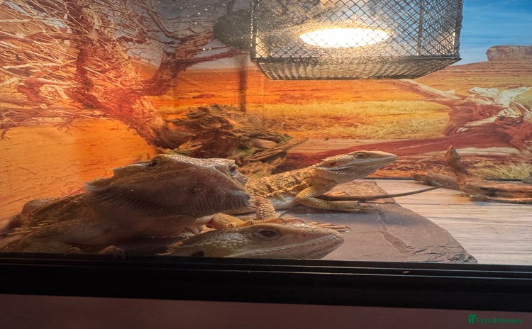 Dragon reptiles - Advert 1