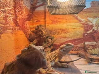 Dragon reptiles for sale - Advert 1
