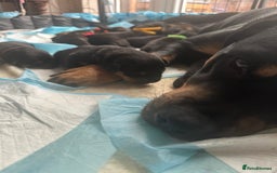 Rottweiler dogs for sale: Rottweiler puppies  - Image 7