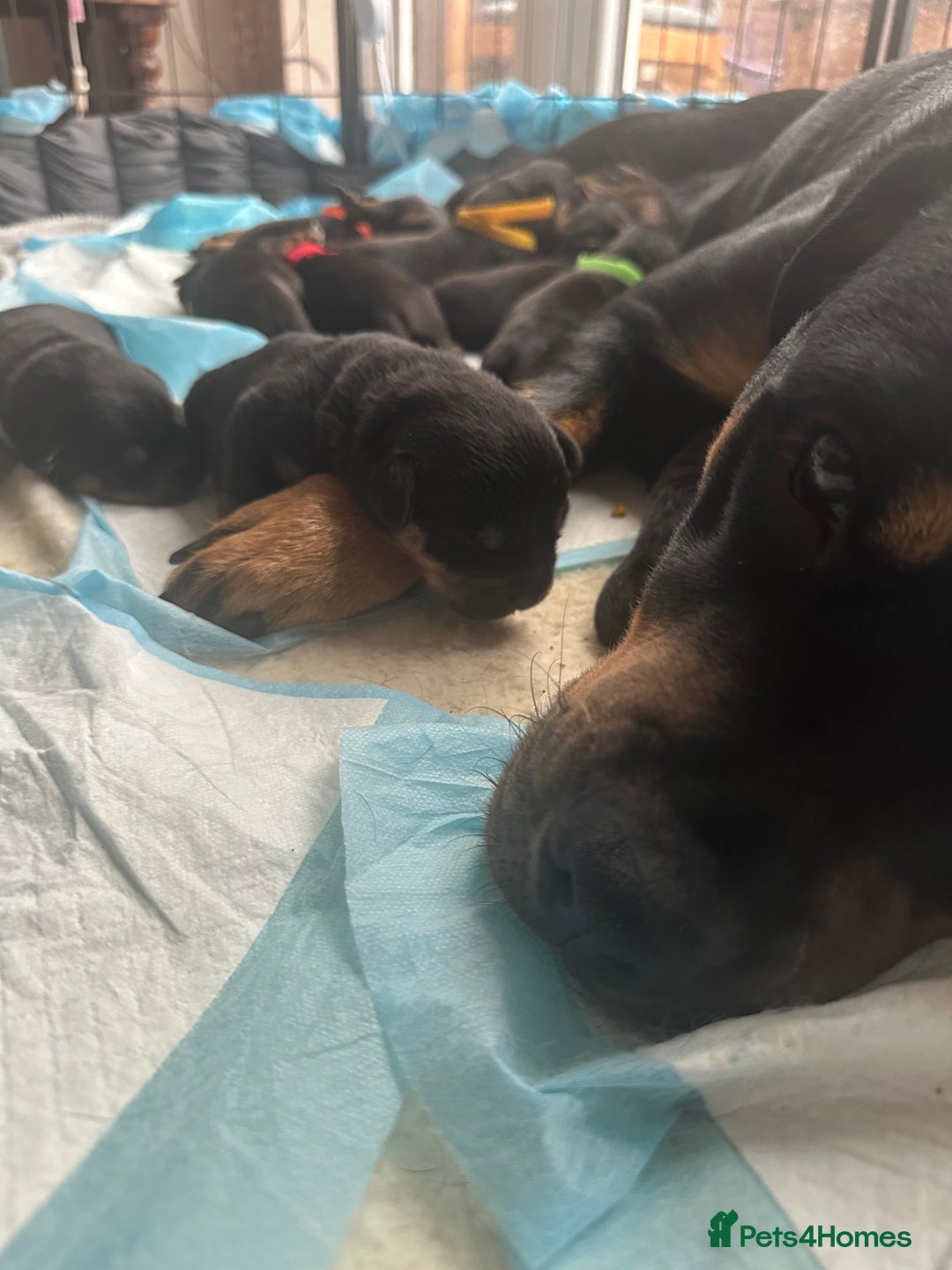 Rottweiler dogs for sale: Rottweiler puppies  - Image 7
