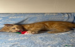 Mixed Breed cats for sale: 3 Lovely Kittens - Image 24