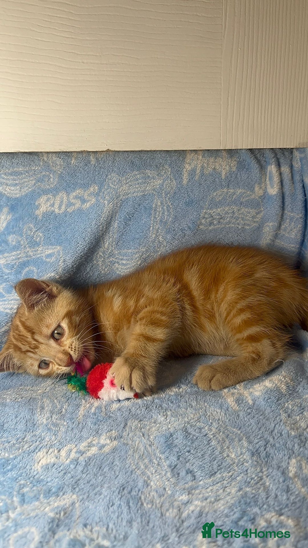 Mixed Breed cats for sale: 3 Lovely Kittens - Image 24