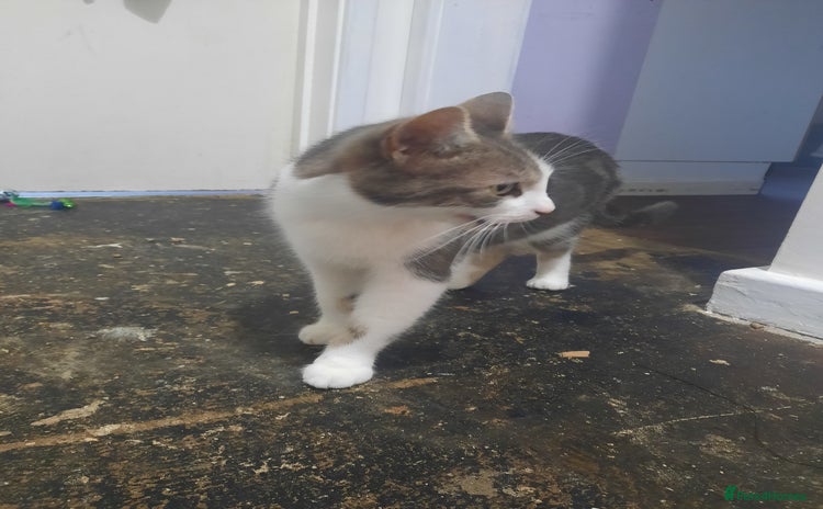 Domestic Shorthair cats 4 cats need rehoming  **  - Advert 11