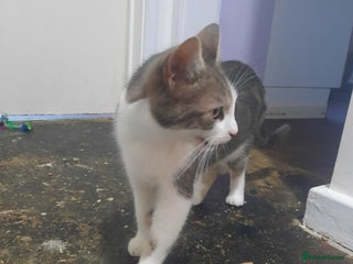 Domestic Shorthair cats for sale: 4 cats need rehoming ** - Advert 1