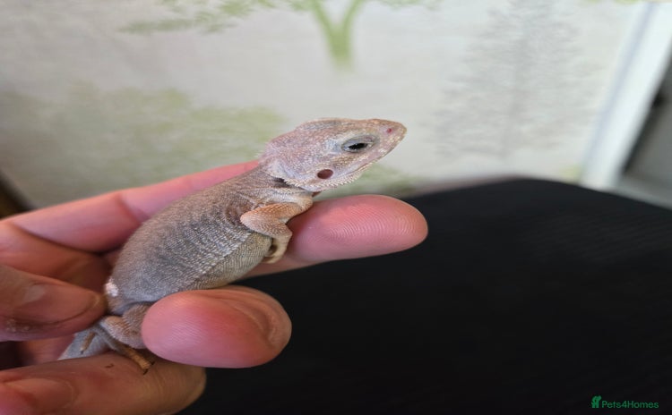 Bearded Dragon reptiles - Advert 1