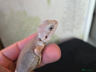Bearded Dragon reptiles - Advert 20