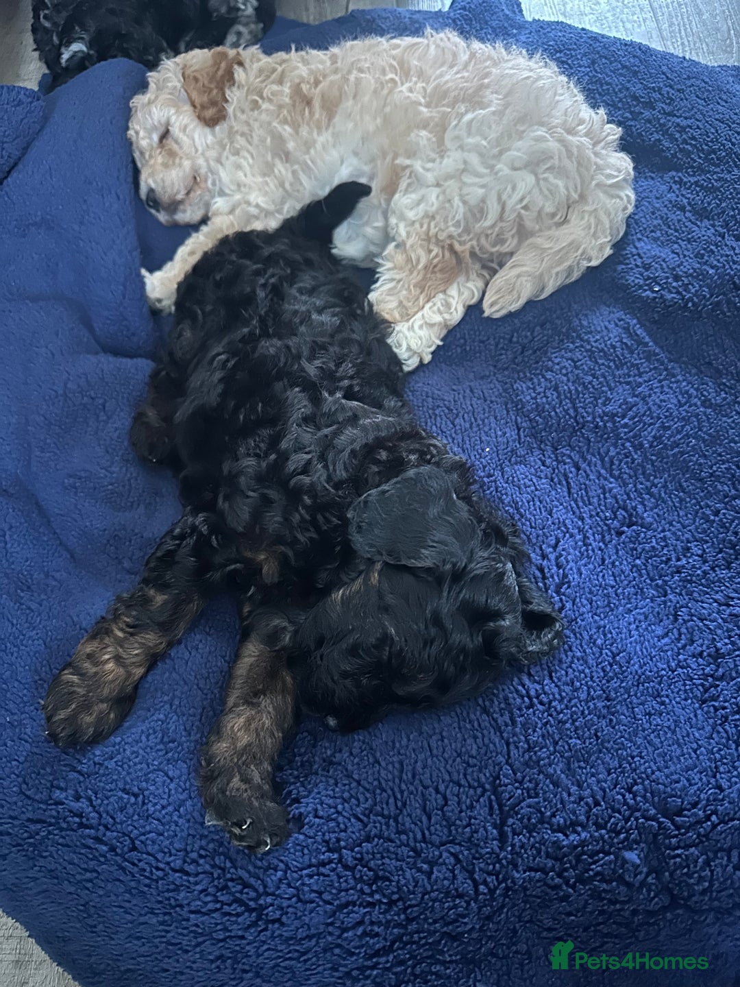 Toy Poodle dogs for sale: Toy Poodle Puppies - Extensively Health checked  - Image 10