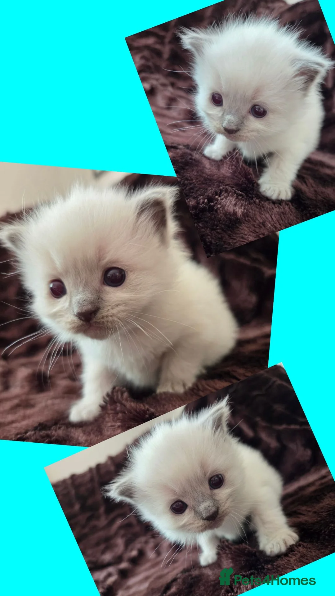 Ragdoll cats for sale: 🏆GCCF REG. EXTENSIVELY TESTED RAGDOLL KITTENS 🌟 - Advert 13