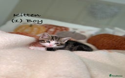 Mixed Breed cats for sale: Stunning kittens 8 weeks old ready now  - Image 5
