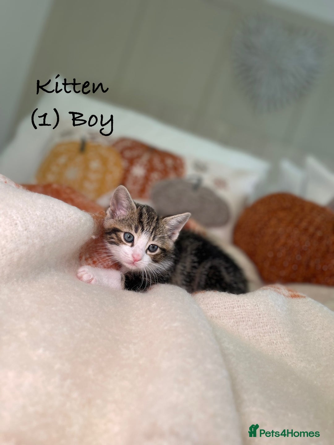 Mixed Breed cats for sale: Stunning kittens 8 weeks old ready now  - Image 5