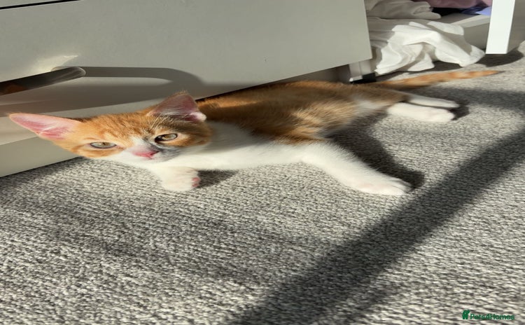 Mixed Breed cats - Advert 16