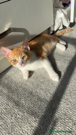 Mixed Breed cats - Advert 17