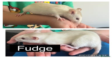Rat rodents - Advert 6