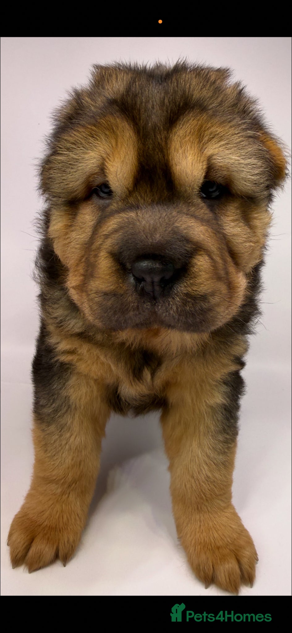 Shar Pei dogs for sale: Bear Coat Shar Pei KC Registered  - Advert 19