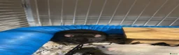 Rat rodents for sale: 4 male rats for sale  - Advert 2