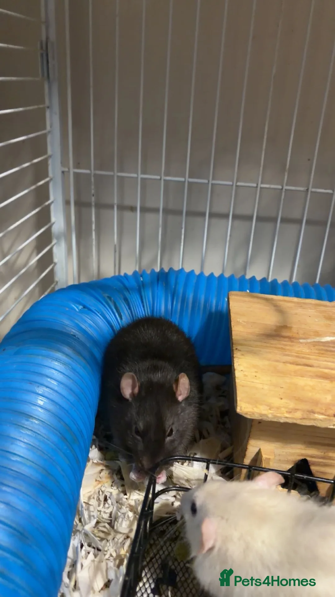 Rat rodents for sale: 4 male rats for sale  - Advert 2