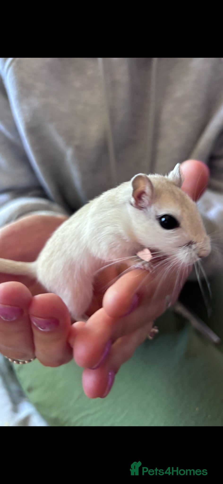 Gerbil rodents for sale: 2 female gerbils - Advert 1