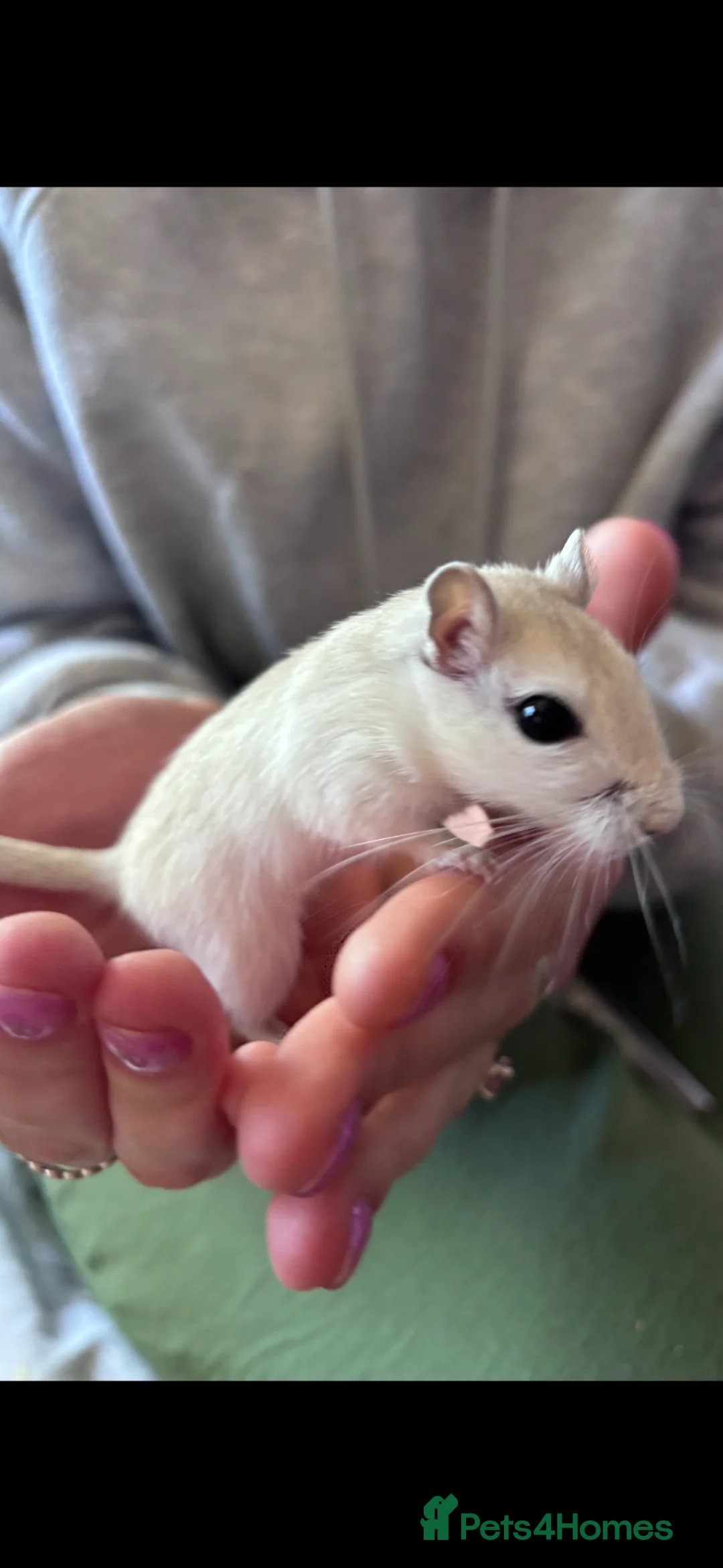 Gerbil rodents for sale: 2 female gerbils in Cardiff - Advert 1
