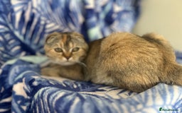Scottish Fold cats for sale: Kittens Ready for Their Forever Homes - Image 26
