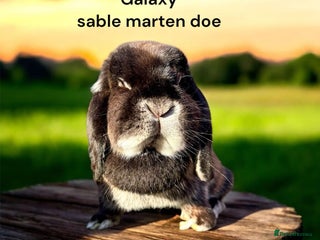 Mini Lop rabbits stunning adult female lop - Advert 1