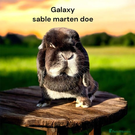 Mini Lop rabbits stunning adult female lop - Advert 1