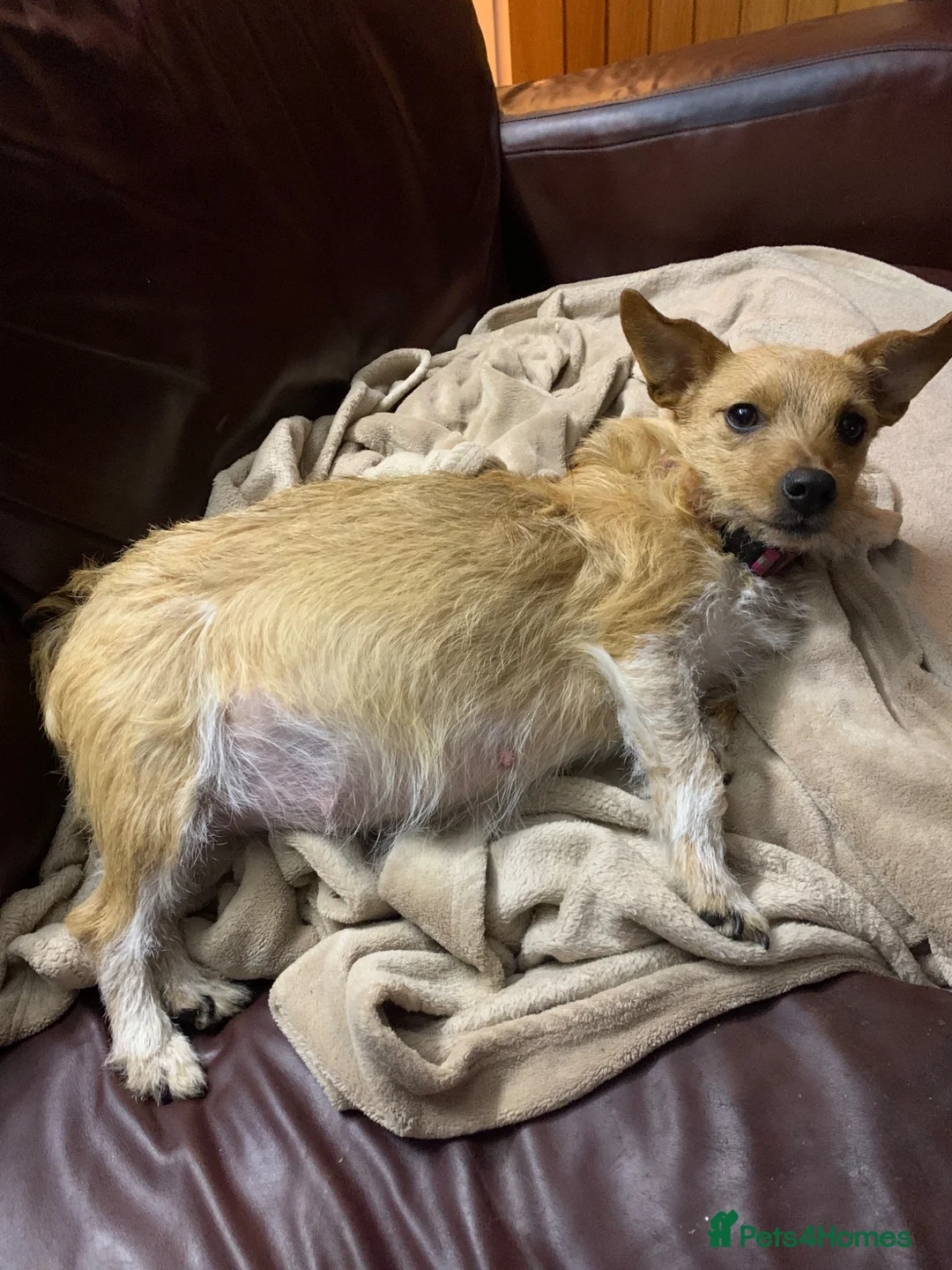 Jack Russell dogs for sale: Jack Russell puppies mixed litter small breed in Hull - Advert 1