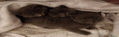 Russian Blue Kitten 2