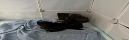 Mixed Breed cats for sale: 2 beautiful kittens for sale  - Advert 28