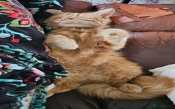 Mixed Breed cats for sale: Simba 💙  - Image 4