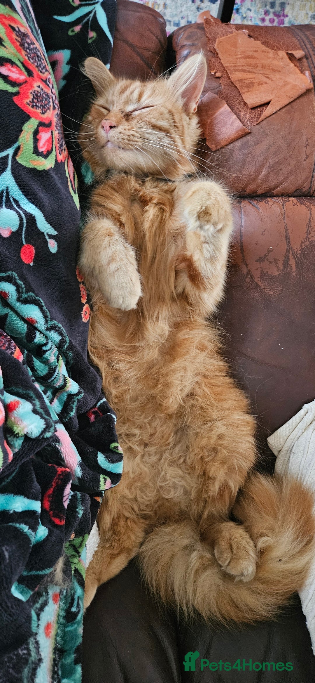 Mixed Breed cats for sale: Simba 💙  - Image 4