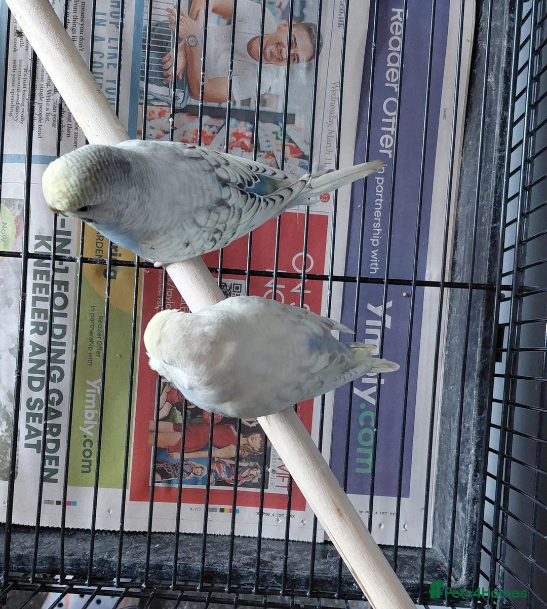 Budgerigars birds for sale: Budgies x2  - Advert 4