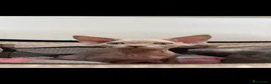 Devon Rex 3
