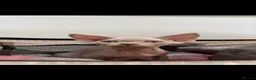 Devon Rex cats for sale: beautiful Devon Rex kittens  - Advert 15