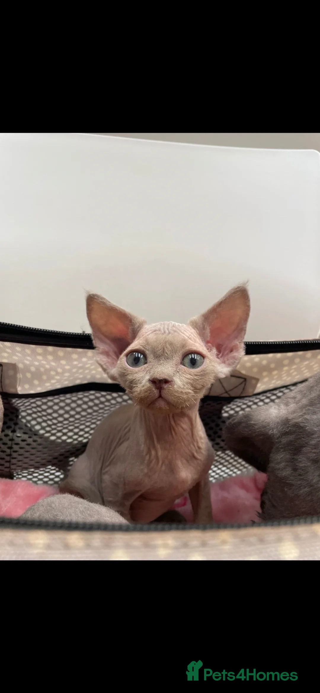 Devon Rex cats for sale: beautiful Devon Rex kittens  - Advert 15