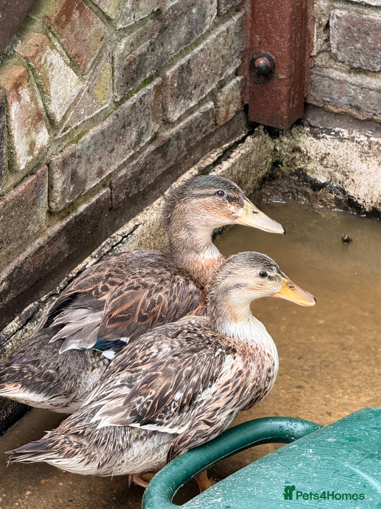 Ducks poultry  Two Friendly & Healthy Ducks  - Advert 1