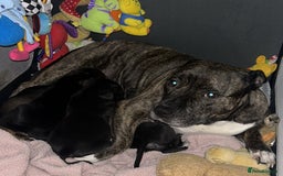 Staffordshire Bull Terrier dogs for sale: beautiful staff mastiff puppies.  - Advert 4