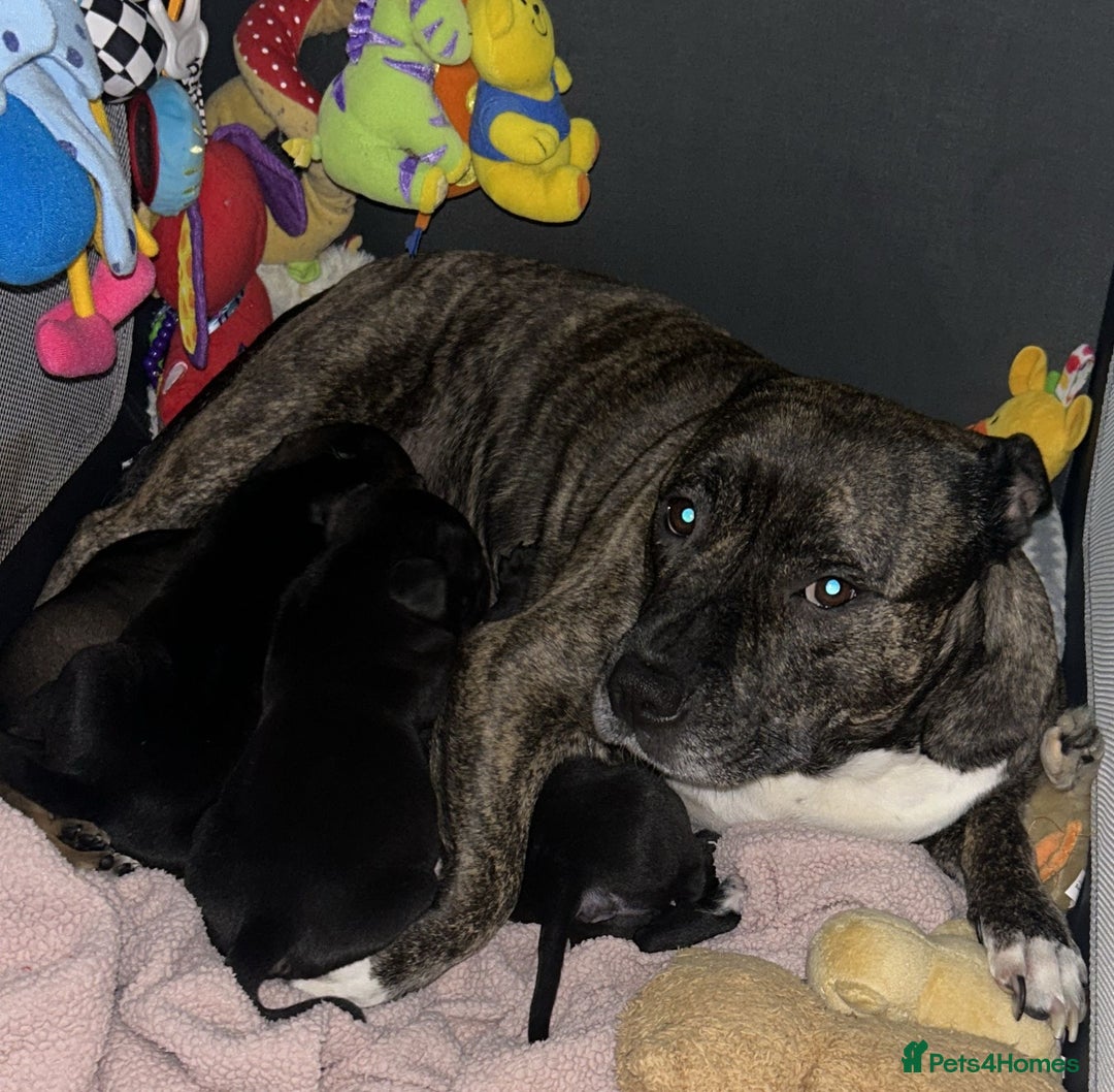 Staffordshire Bull Terrier dogs for sale: beautiful staff mastiff puppies.  - Advert 4